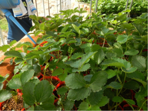 いちご苗 大量注文 農家用 家庭菜園 横田農園 埼玉県吉見町